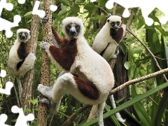 Na, Drzewie, Lemury
