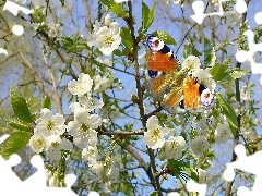 Kwitnące, Drzewo, Motyl