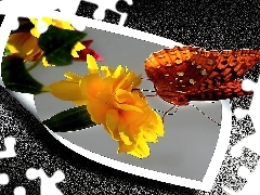 Kwiatek, 4D, Motyl