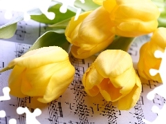 Tulipany, Nuty, Żółte