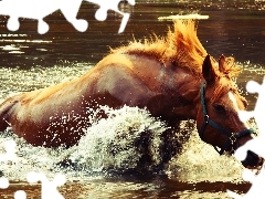 Woda, Koń