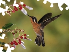 Koliber, Rosa, Ptak, Kwiat