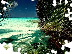 Wyspa, Palmy, Morze