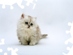 Biały, Kotek Perski, Mały