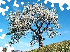 Drzewo, Kwitnące, Wiosna, Łąka