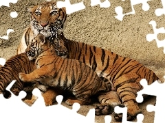 Dwa, Młode, Tygrys