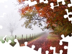 Jesień, Mgła, Droga, Drzewa