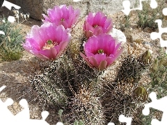 Kaktus, Kwitnący