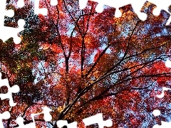 Liście, Gałęzie, Jesień, Drzewo