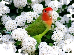 Papuga, Kolorowa, Białe, Kwiaty