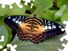 Tygrysi, Motyl