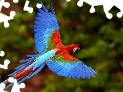 skrzydła, niebieska, Papuga, ara
