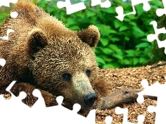 Niedźwiedź, Leżący