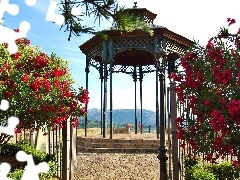 Kwiaty, Altana, Ogród