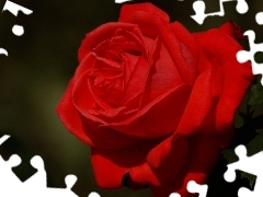 Czerwona, Róża, Kwiat