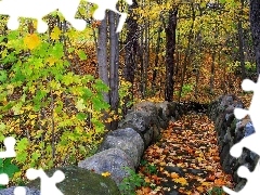 Liście, Drzewa, Las, Jesień, Ścieżka