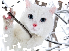 Kot, Gałązki, Biały