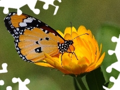Żółty, Kwiat, Motyl