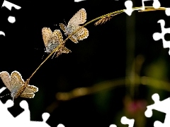 Motyle, Trawa, Piękne