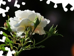 Róża, Liście, Biała