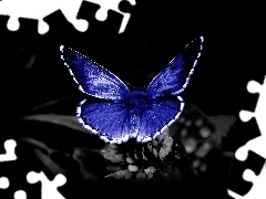 Motyl, Niebieski