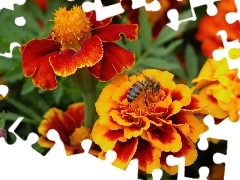 Kwiatki, Pszczoła