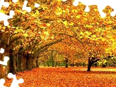 Liście, Drzewa, Piękna, Jesień