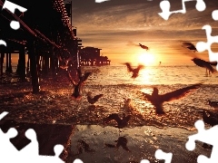 Ptaki, Morze, Zachód, Słońca
