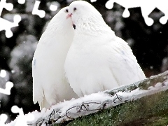 Śnieg, Gołębie, Dwa, Białe