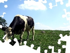 Zielone, Pastwisko, Krowa