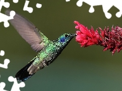 Kwiat, Koliber