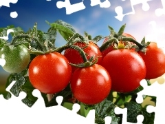 Pomidorów, Gałązka, Dorodnych