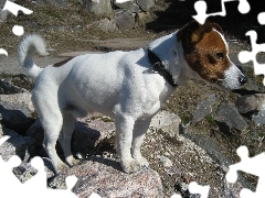 skały, Jack Russell Terrier