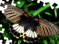 Motyl, Kolorowy