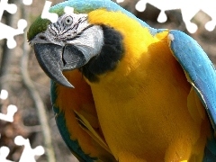 Żółta, Papuga, Niebiesko