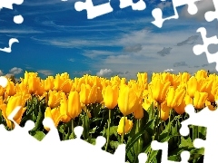 Niebo, Tulipanów, Pole, Żółtych