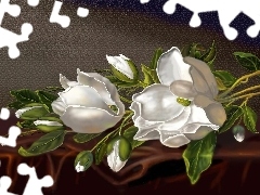 Kwiaty, Magnolia, Białe