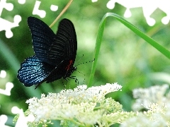 Niebieski, Motyl, Czarno