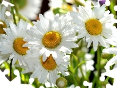 Kwiaty, Rumianku, Białe