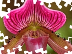 Storczyka, Odmiana, Ladyslipper, Kwiat, Orchid