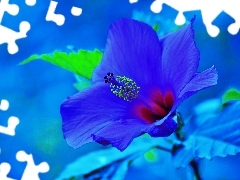 Hibiskus, Błękit, Kwiat