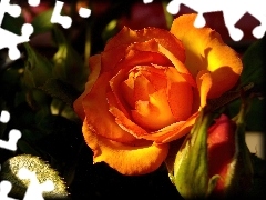 Pomarańczowej, Róży, Kwiat