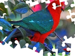 Ptak, Kolorowy