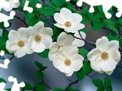 Białe, Kwiaty, Krzew