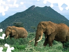 kły, góra, słonie