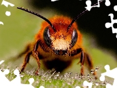 Makro, Pszczoła