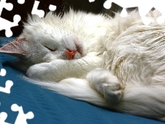 Biały, Kotek, Śpiący