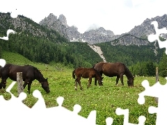 Konie, Pastwisko, Góry