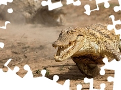 Bieg, Krokodyl