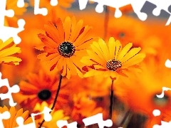 Kwiaty, Arcotis, Pomarańczowe